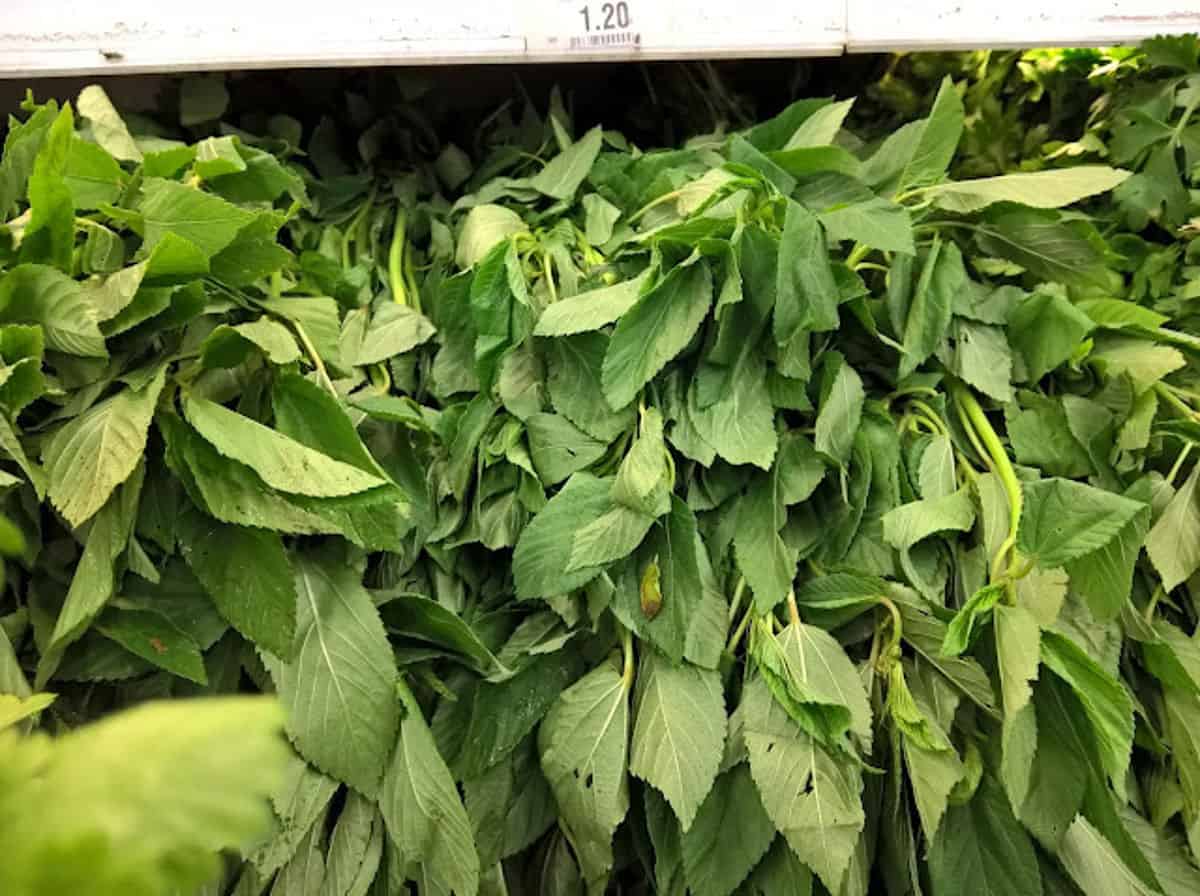 fresh molokhia leaves